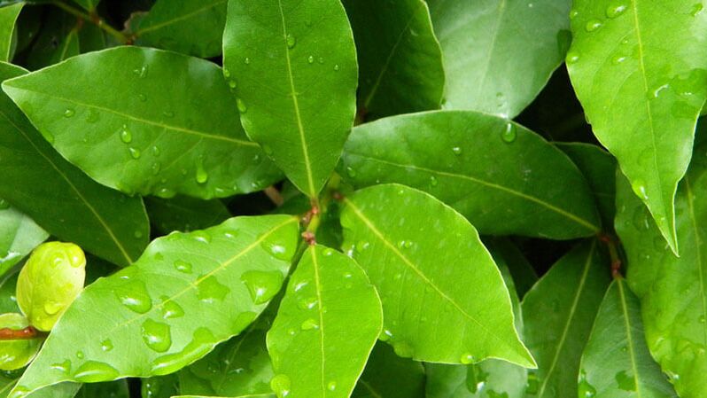Bay leaves, important for use in diabetes mellitus